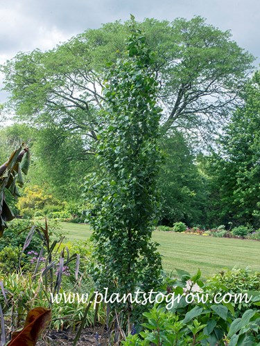 Parkland Pillar Birch (Betula)